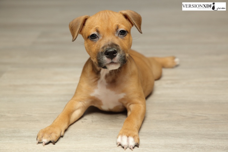 Chiot American Staffordshire Terrier Inaya The Guard Of My Heart Femelle Disponible En Grand Est 68 Haut Rhin Toutes Les Portees Les Chiots De Race Les Eleveurs Et Chiens De Race
