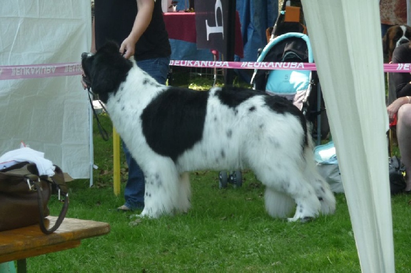 Feeling de la ferme de Terranova - 1 ère EXC COF - RCACS