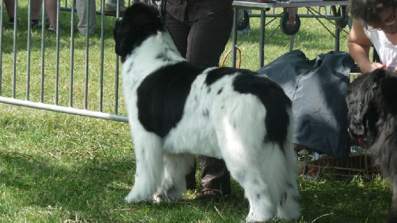 Feeling de la ferme de Terranova - 1ère Exc COF - CACS