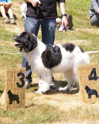 Feeling de la ferme de Terranova - CLASSE PUPPY - PROMETTEUR