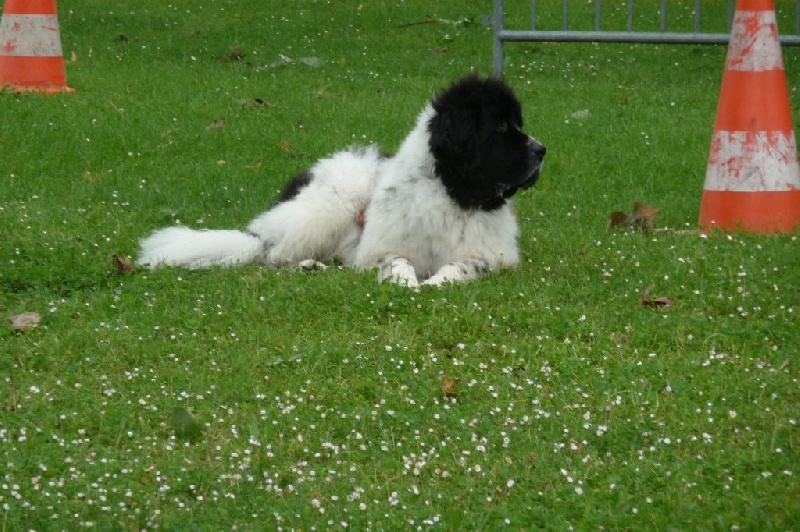 Feeling de la ferme de Terranova - 71/100 TB