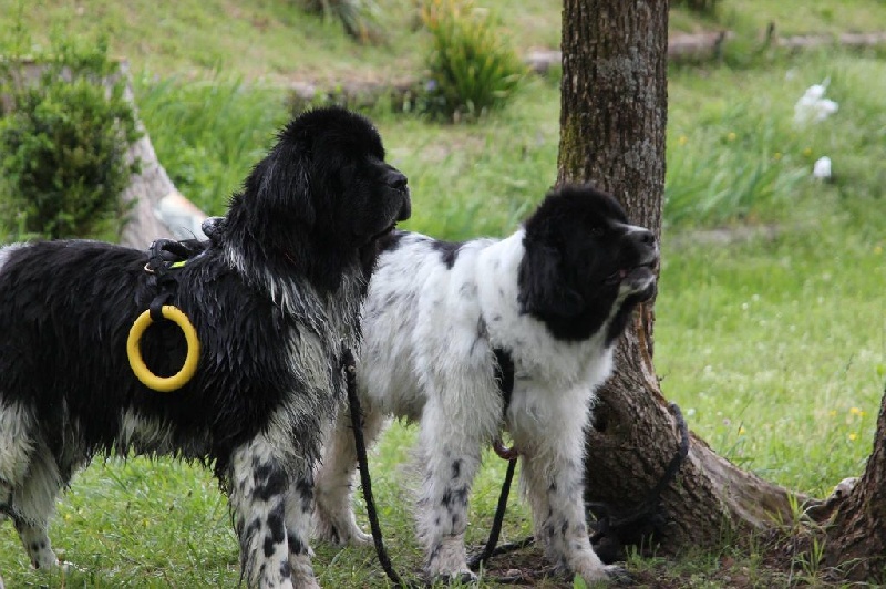 Feeling de la ferme de Terranova - 83,5 /100 EXC