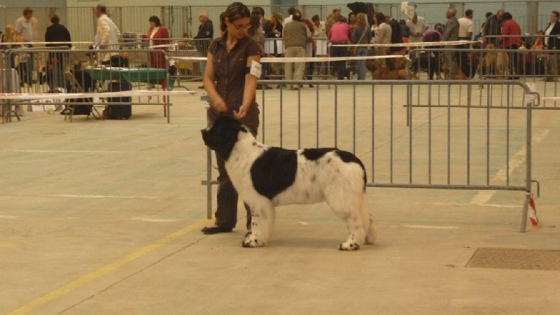 Feeling de la ferme de Terranova - 1ère Exc COF - CACS / CACIB