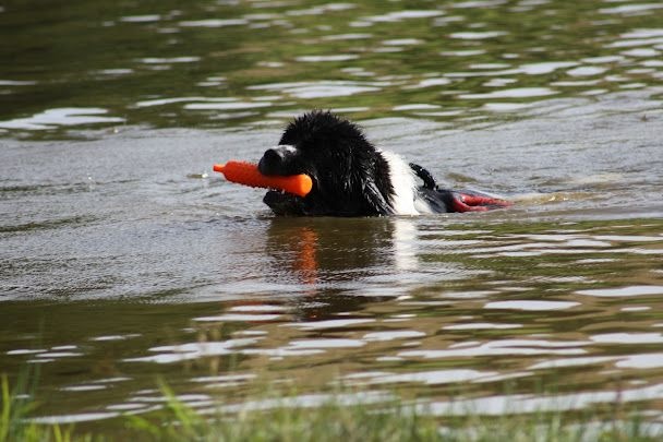 Feeling de la ferme de Terranova - 1er DEGRE - 77/100 EXC