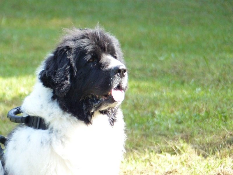 Feeling de la ferme de Terranova - 80/100 EXC