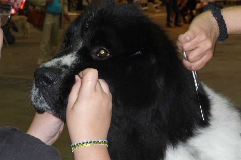 Feeling de la ferme de Terranova - 1er TB CIF