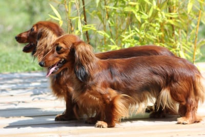 Du Petit Riche Bourg