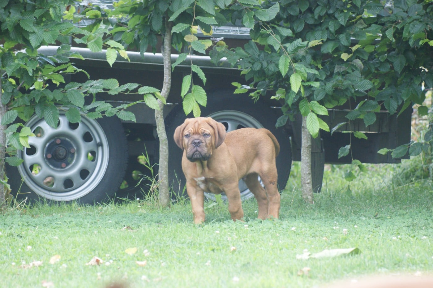 male bleu Bogoss