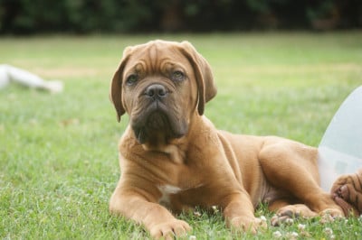 Les chiots de Dogue de Bordeaux