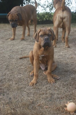 Les chiots de Dogue de Bordeaux