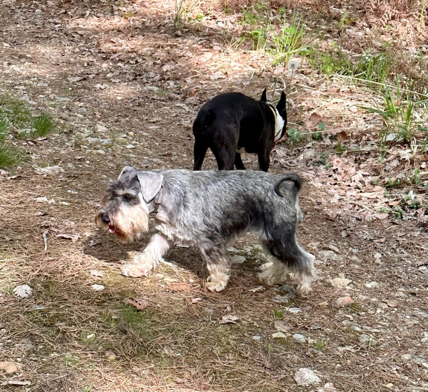 terras do mandeo's schnauzers Betty (Vetty)