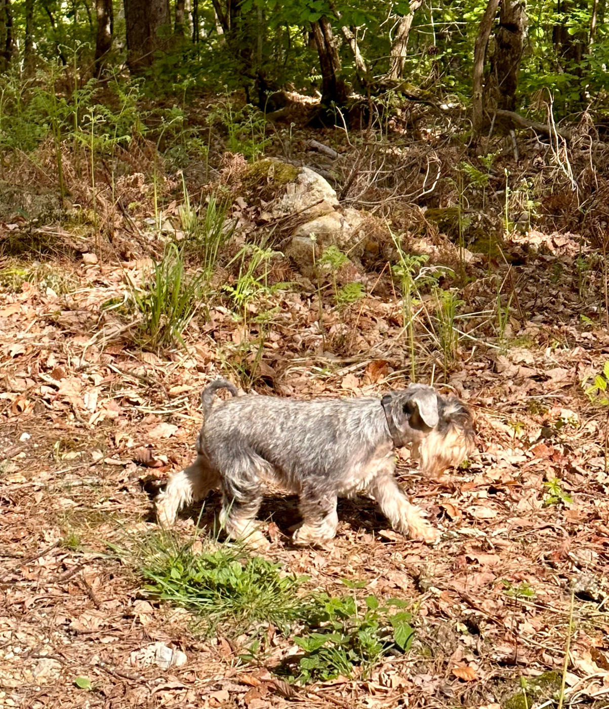 terras do mandeo's schnauzers Betty (Vetty)