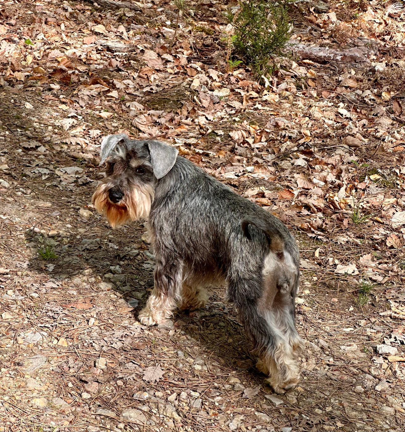 terras do mandeo's schnauzers Betty (Vetty)