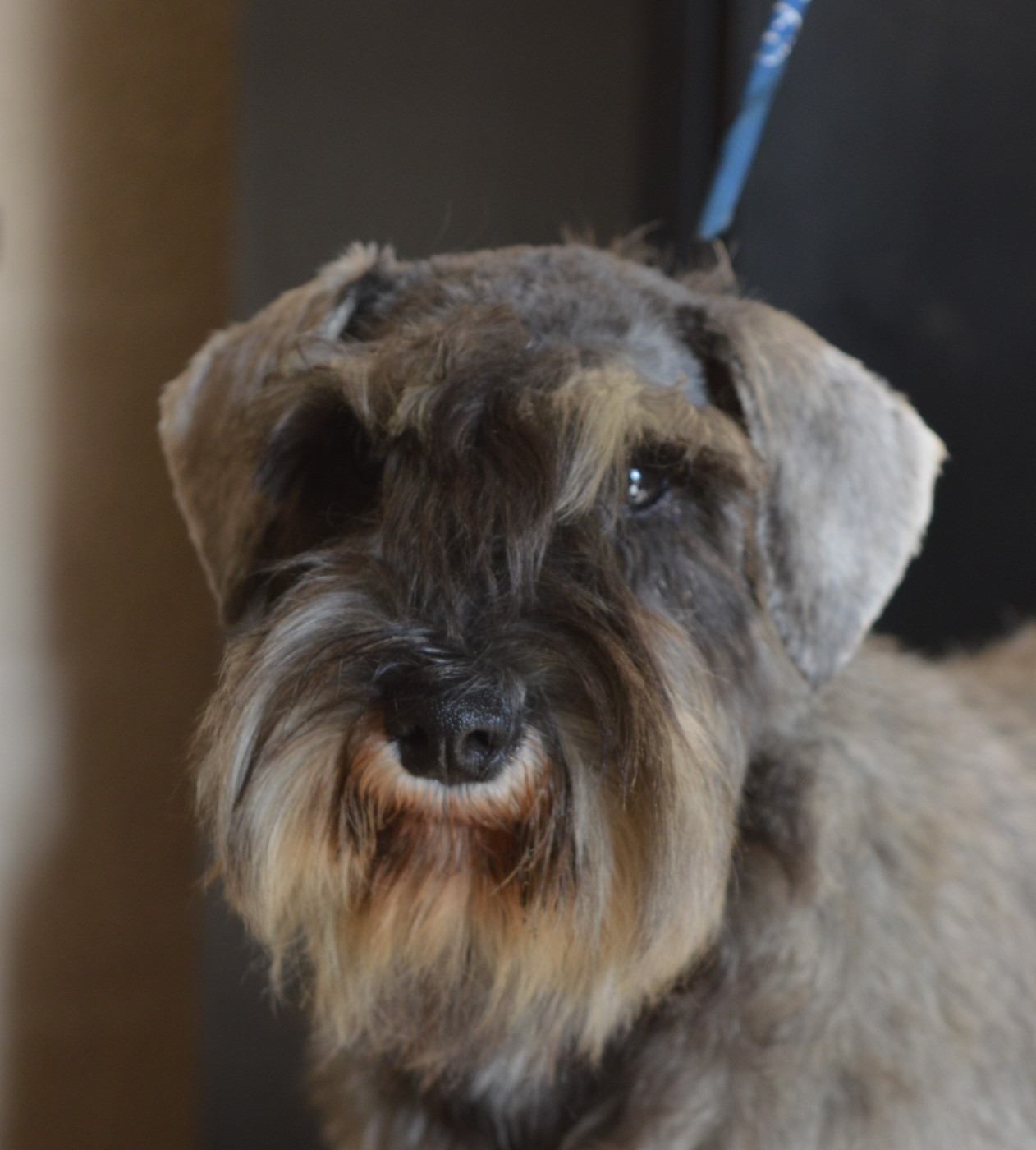 terras do mandeo's schnauzers Betty (Vetty)