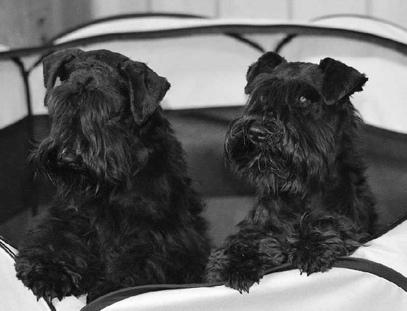 Publication : De Tierra Lemi Auteur : R chougui