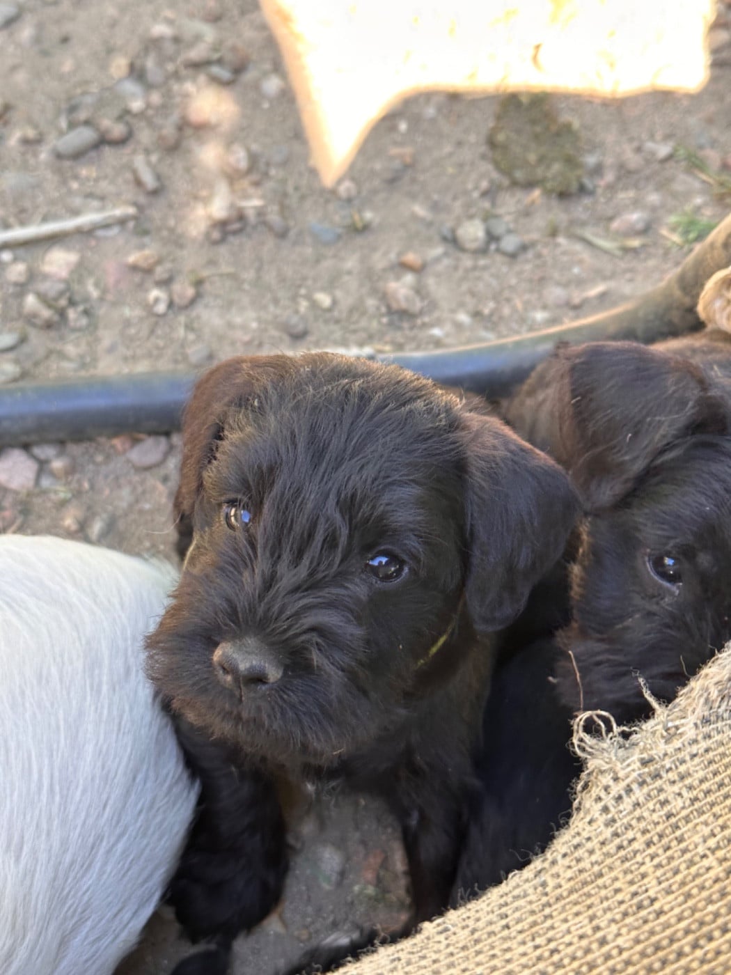 Schnauzer miniature - De Tierra Lemi