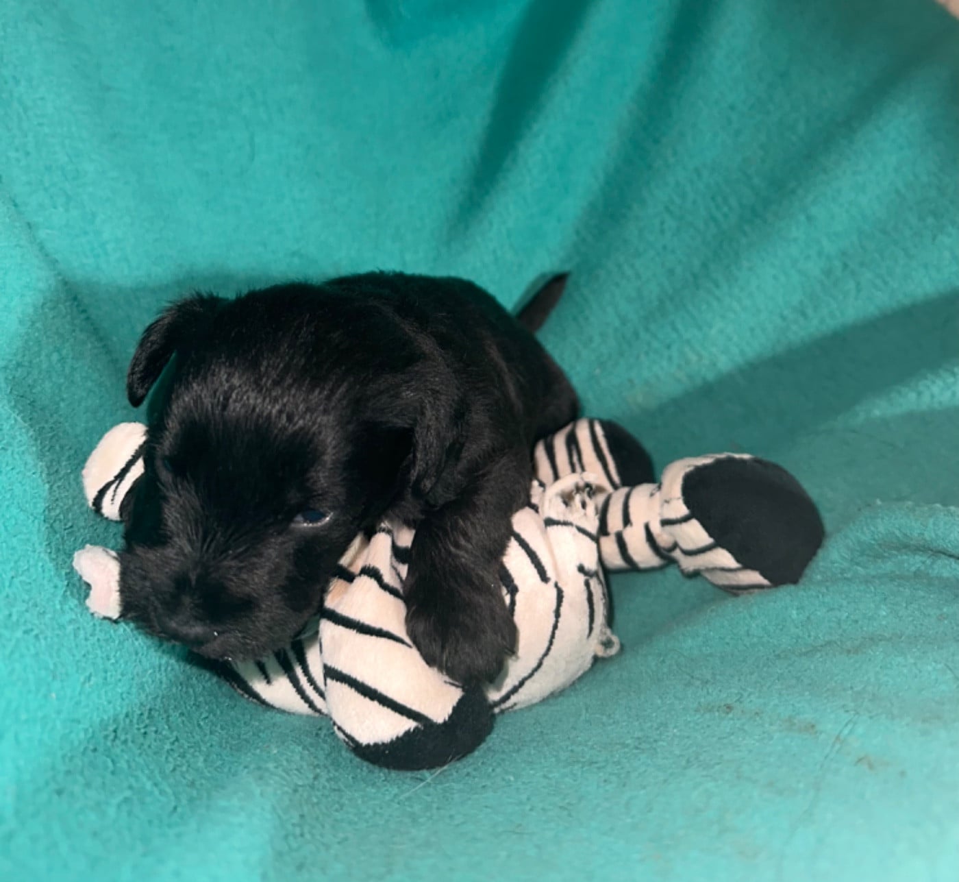 CHIOT 3 - Schnauzer miniature