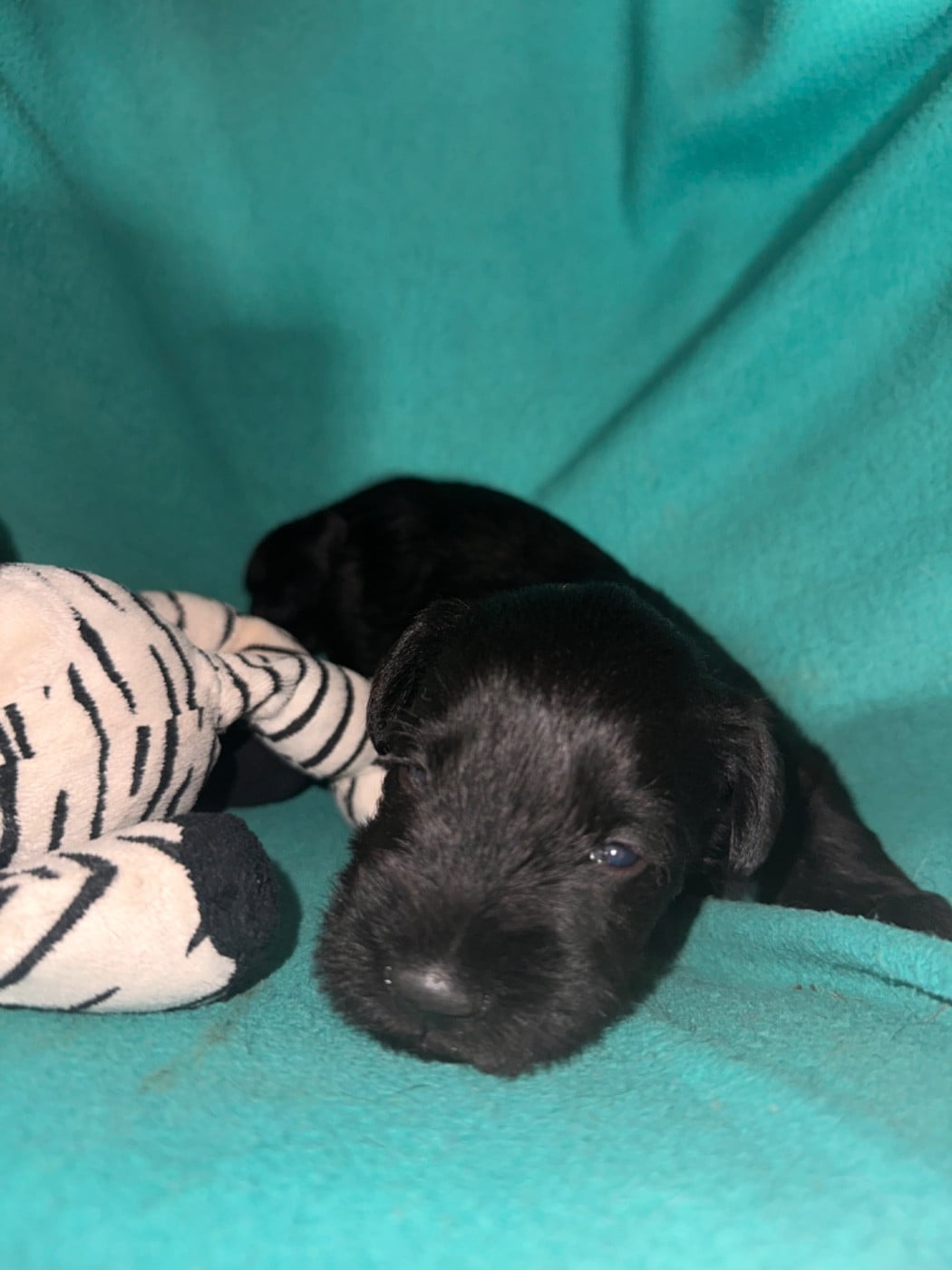 CHIOT 5 - Schnauzer miniature