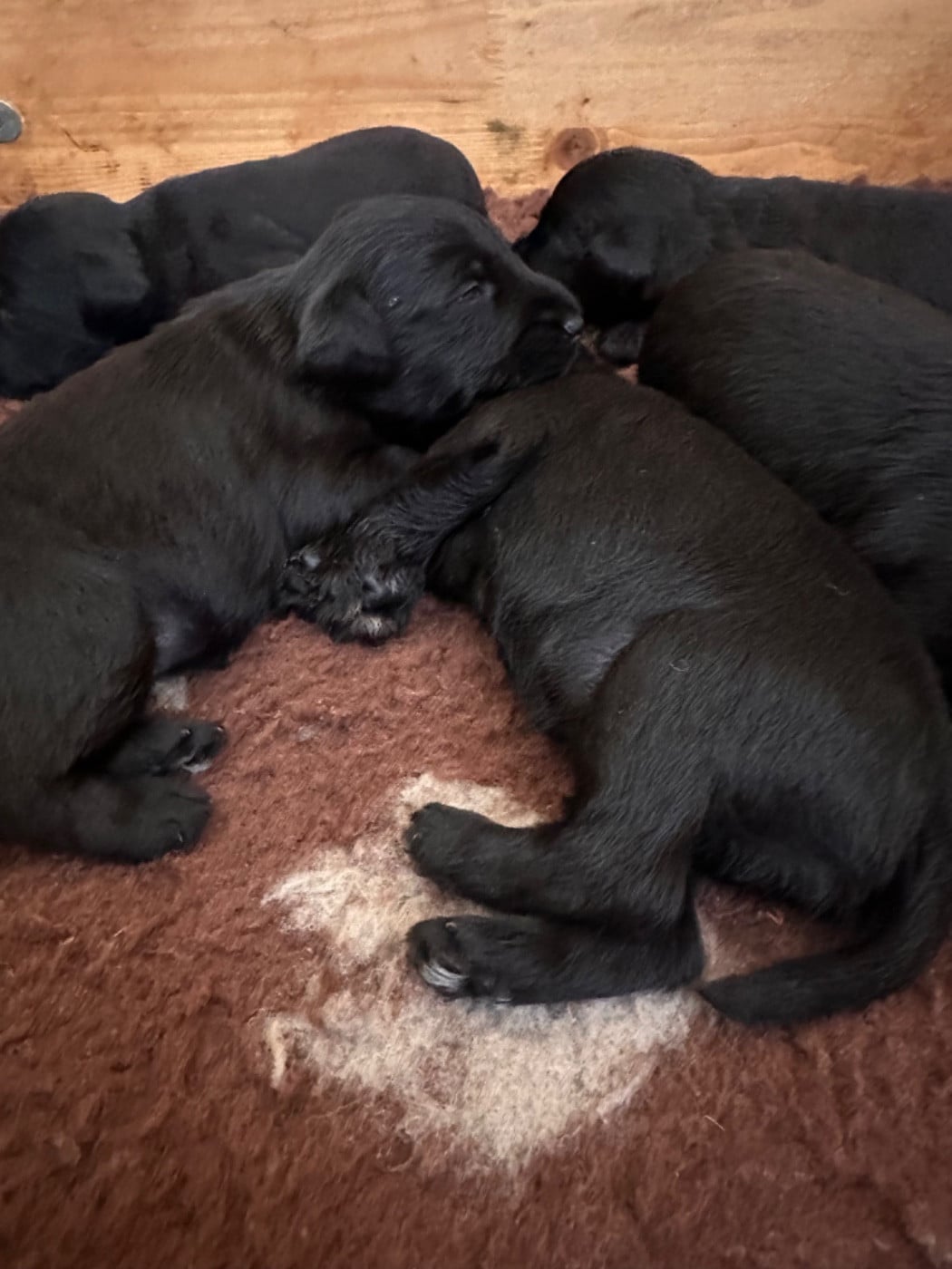 Schnauzer miniature - De Tierra Lemi