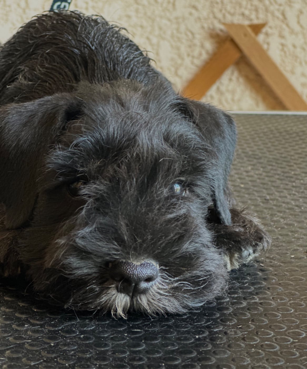 Bosco