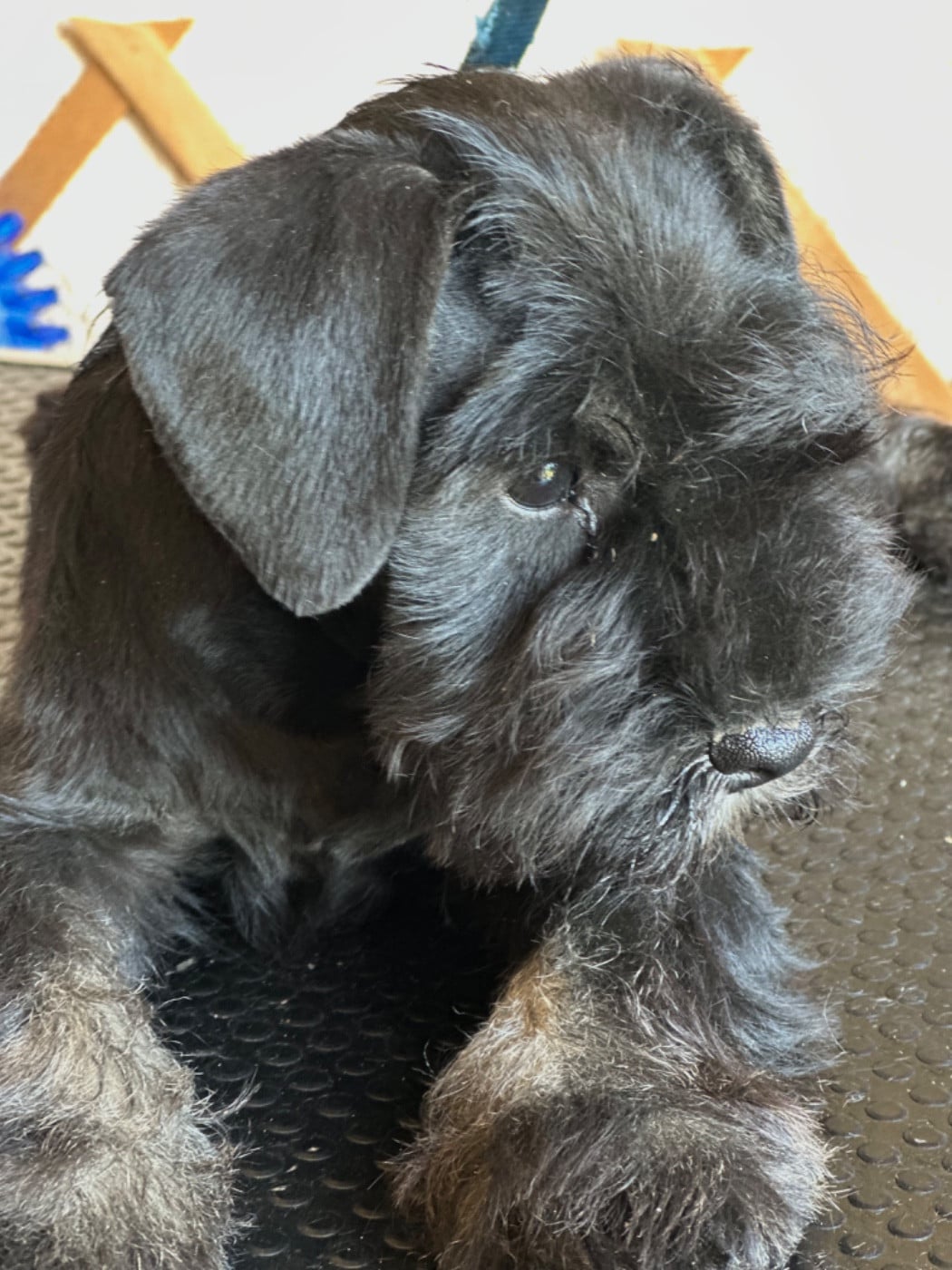 Bosco