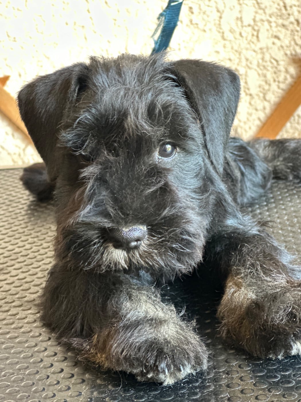 Schnauzer miniature - De Tierra Lemi