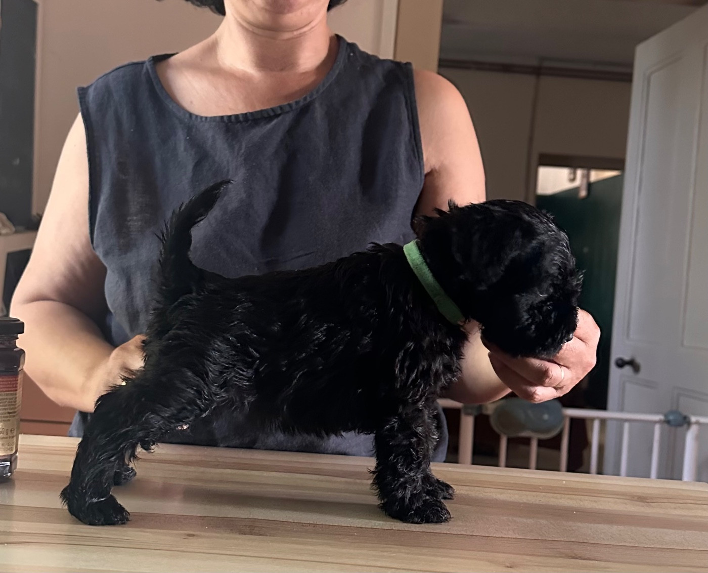 Chiot 1