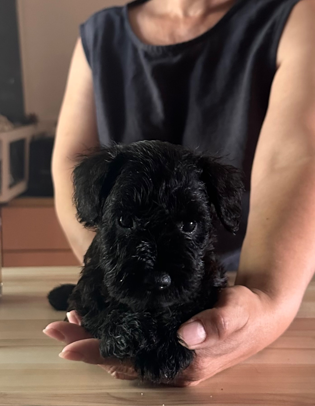 Chiot 1