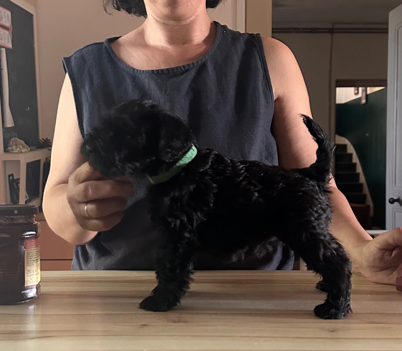 Chiot 1