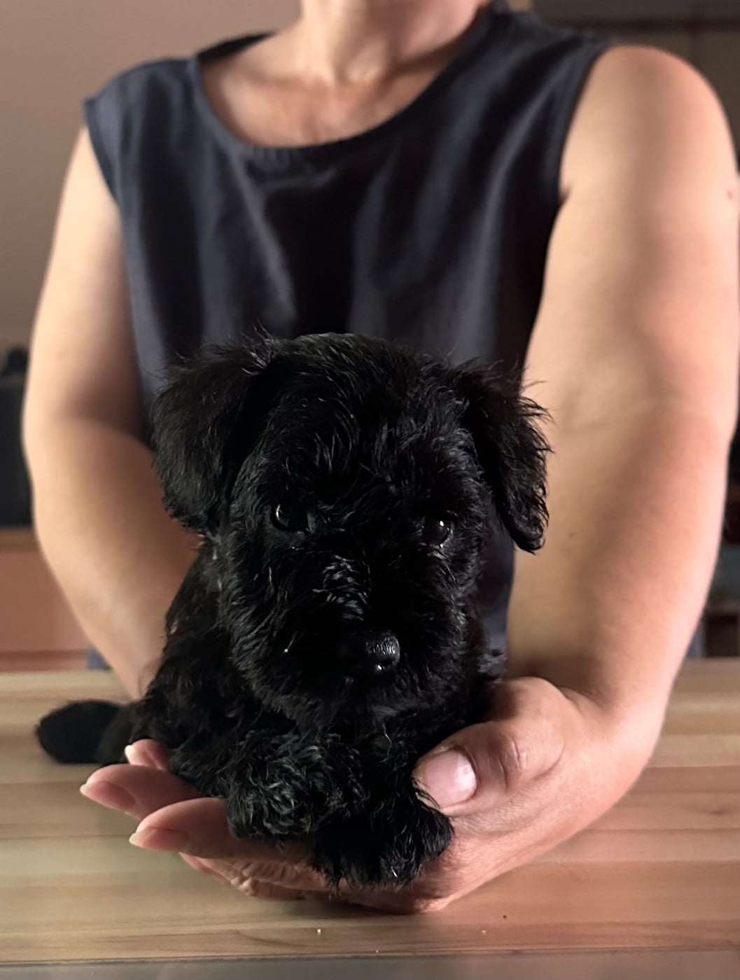 Chiot 1