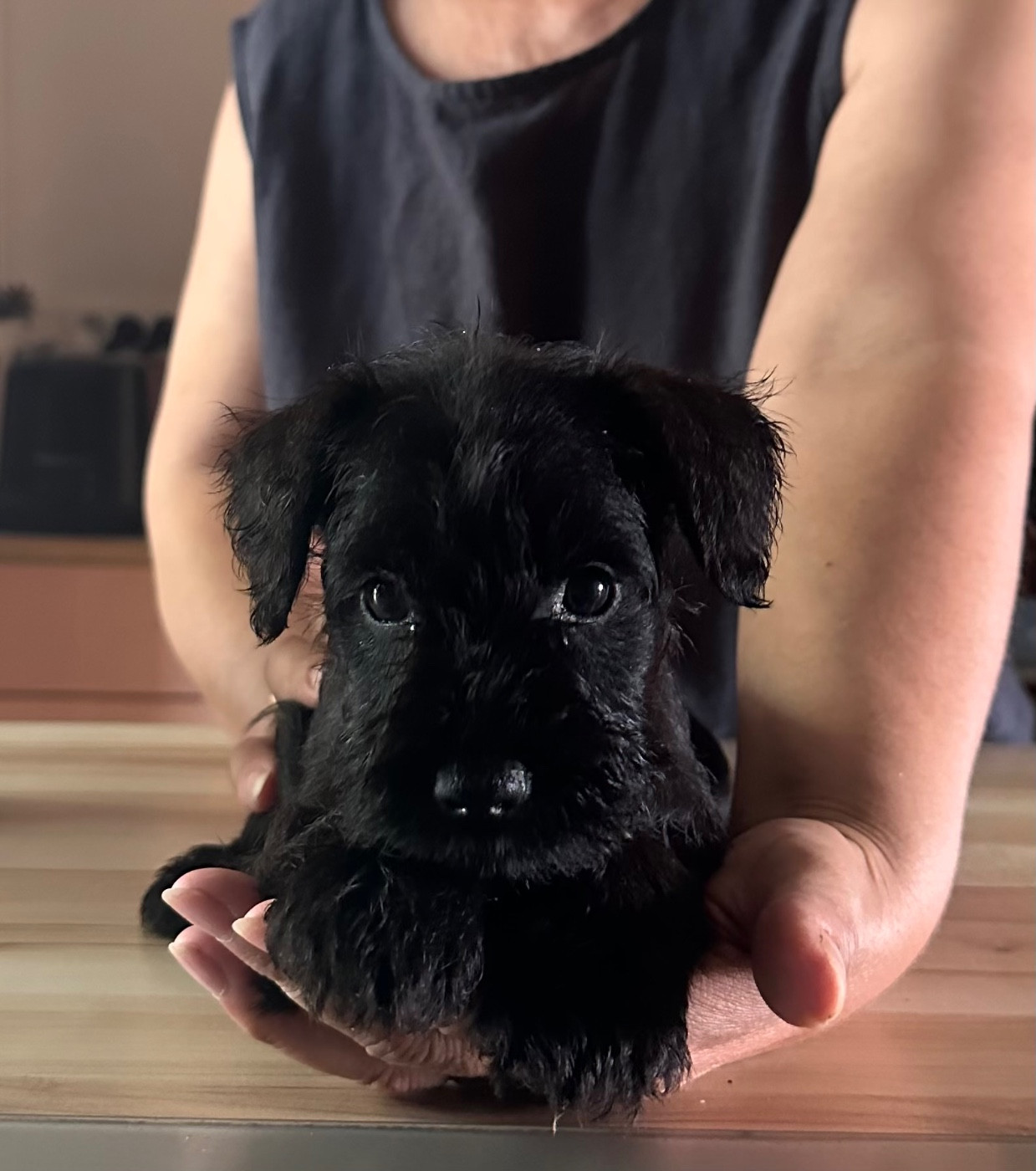 CHIOT 2