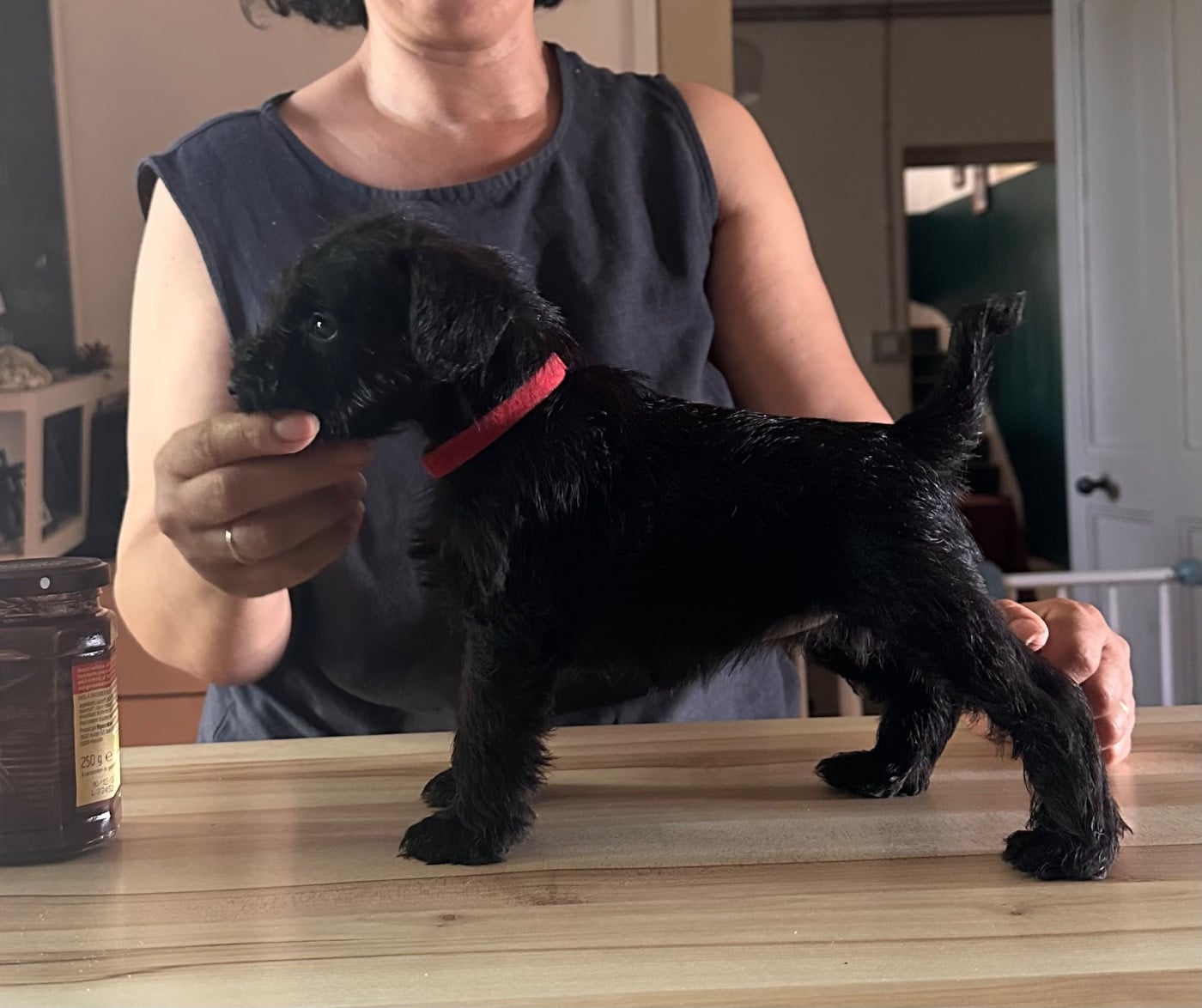 CHIOT 2