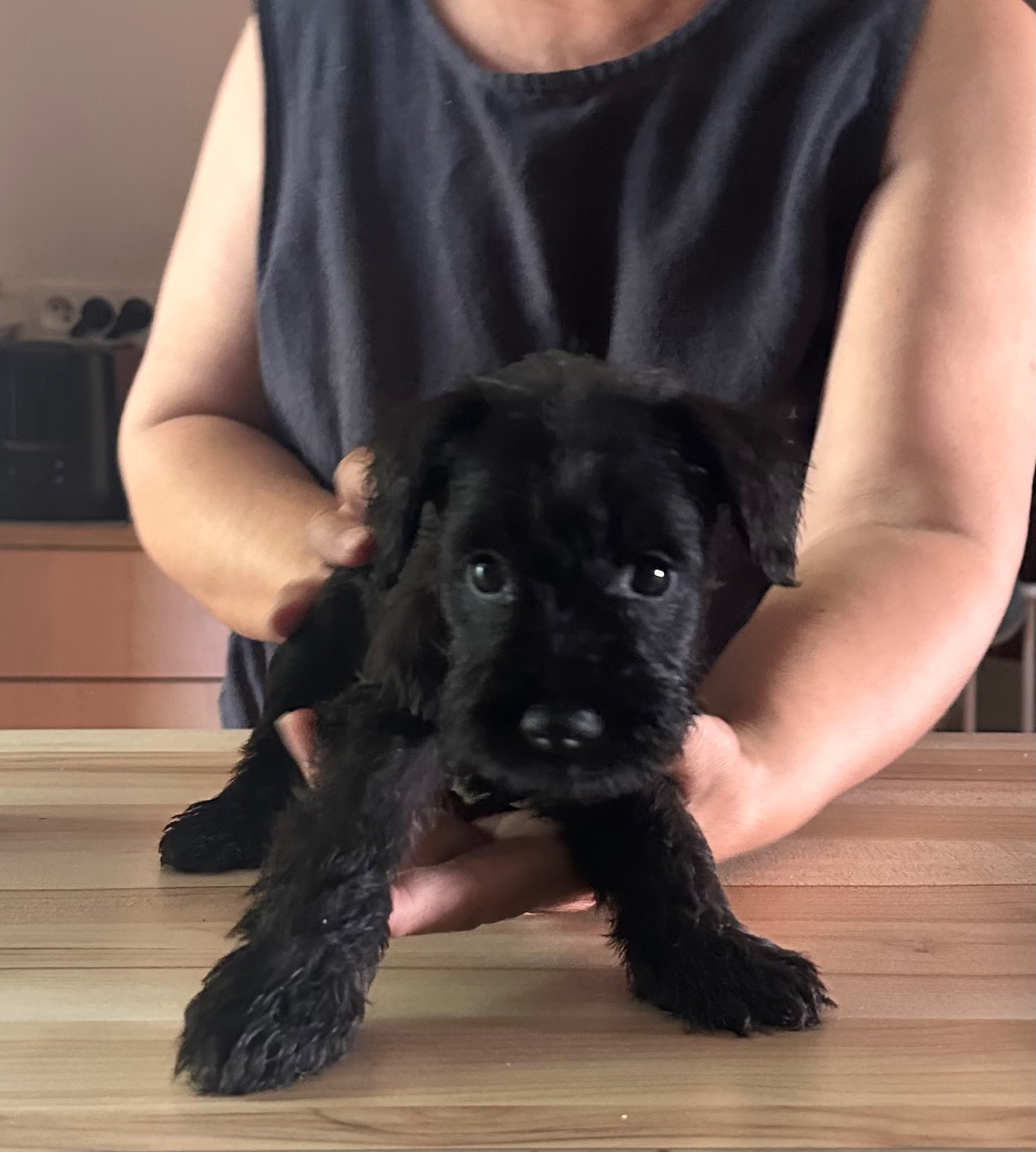 CHIOT 2