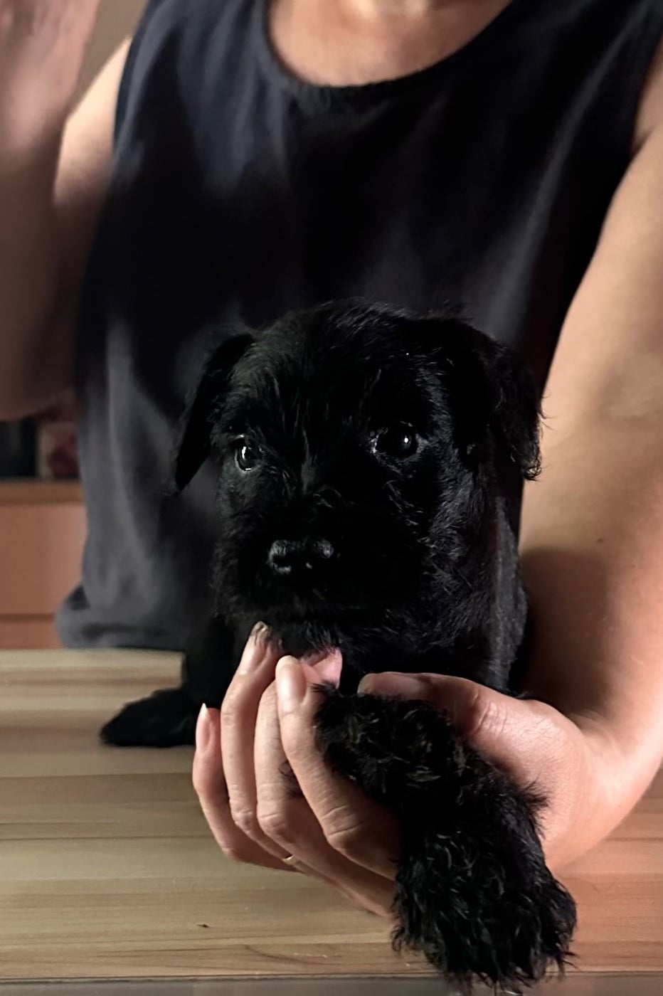 Schnauzer miniature - De Tierra Lemi