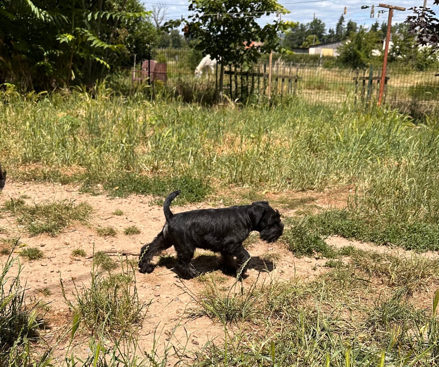 Bosco