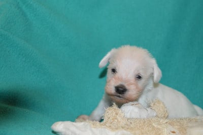 Les chiots de Schnauzer miniature