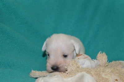 Les chiots de Schnauzer miniature