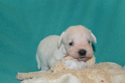Les chiots de Schnauzer miniature