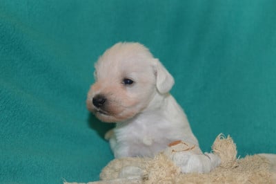 Les chiots de Schnauzer miniature