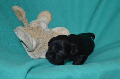 Les chiots de Schnauzer miniature