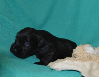 Les chiots de Schnauzer miniature