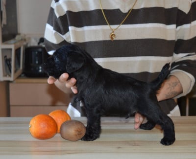 Les chiots de Schnauzer miniature