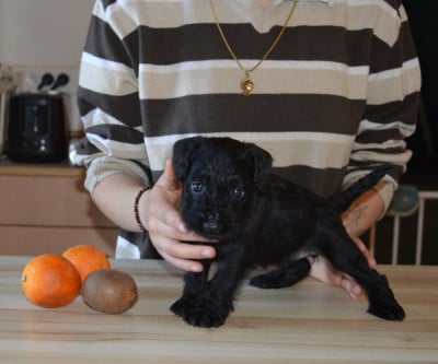 Les chiots de Schnauzer miniature