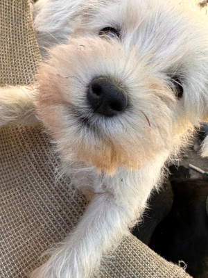 Les chiots de Schnauzer miniature