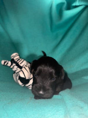 CHIOT 4 - Schnauzer miniature