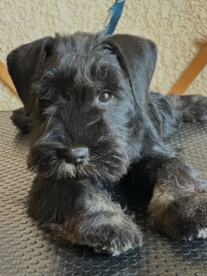 Les chiots de Schnauzer miniature
