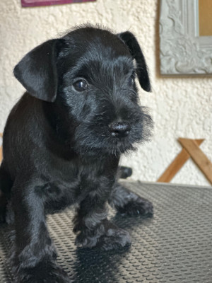 Les chiots de Schnauzer miniature
