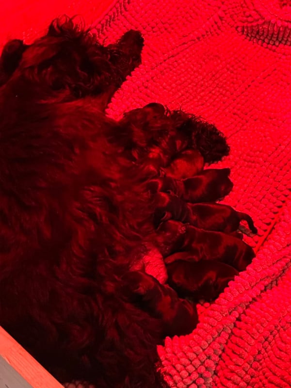 Schnauzer miniature - De Tierra Lemi