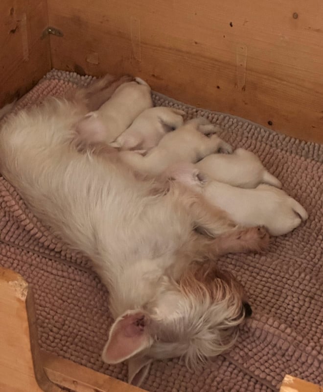 Schnauzer miniature - De Tierra Lemi