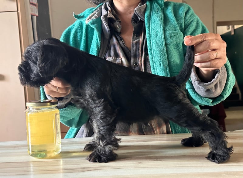 Schnauzer miniature - De Tierra Lemi